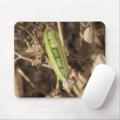 Eine grüne Erbsen-Hülse auf einer getrockneten Mousepad (Mit Mouse)