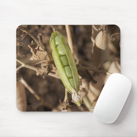 Eine grüne Erbsen-Hülse auf einer getrockneten Mousepad (Mit Mouse)