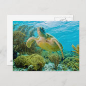Eine grüne Schildkröte an den schmalen Riffen von Postkarte (Vorne/Hinten)