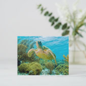 Eine grüne Schildkröte an den schmalen Riffen von  Postkarte (Stehend Vorderseite)