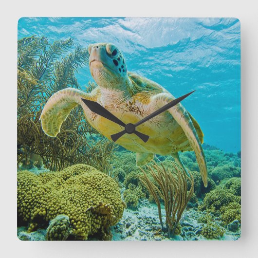 Eine grüne Schildkröte an den schmalen Riffen von  Quadratische Wanduhr (Vorderseite)