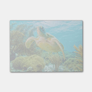 Eine grüne Schildkröte auf den Shallow-Riffen vo Post-it Klebezettel