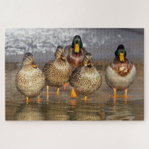 Eine Gruppe Enten-Foto Puzzle