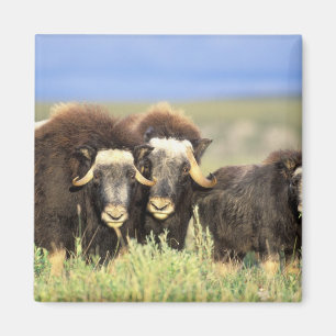Eine Gruppe Moschusochsen äst auf Weidensträuchern Magnet