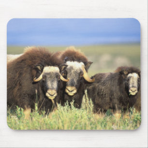 Eine Gruppe Moschusochsen äst auf Weidensträuchern Mousepad