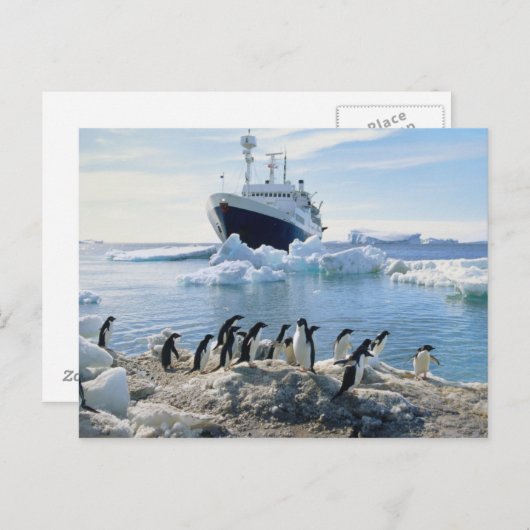 Eine Gruppe Penguins stehend auf einem eisigen Postkarte (Vorne/Hinten)