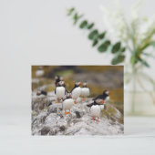Eine Gruppe Puffins Postkarte (Stehend Vorderseite)