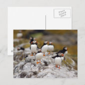 Eine Gruppe Puffins Postkarte (Vorne/Hinten)