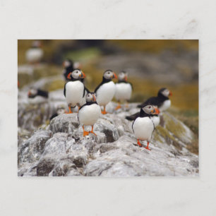 Eine Gruppe Puffins Postkarte