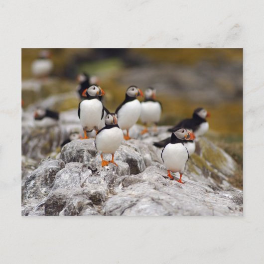 Eine Gruppe Puffins Postkarte (Vorderseite)