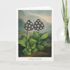 Eine Gruppe von Aurikeln — Moderne botanische Neui Karte