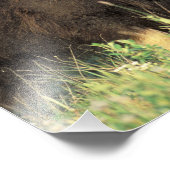 Eine Gruppe von Moschusen stöbern auf Weidensträuc Fotodruck (Ecke)