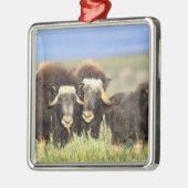 Eine Gruppe von Moschusen stöbern auf Weidensträuc Ornament Aus Metall (Links)