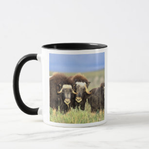 Eine Gruppe von Moschusen stöbern auf Weidensträuc Tasse