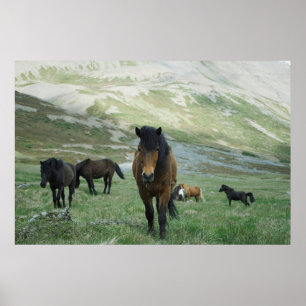 EINE GRUPPE VON PFERDEN AUF EINER BERGSTUFE POSTER