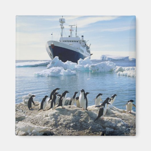 Eine Gruppe von Pinguinen, die an einem Icy Beach Magnet (Vorne)