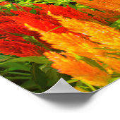 Eine Gruppe von Prinzen von Wales Feathers Poster (Ecke)