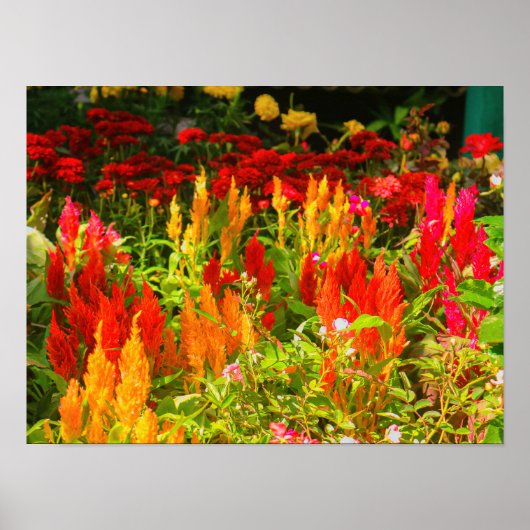 Eine Gruppe von Prinzen von Wales Feathers Poster (Vorne)