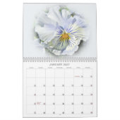 Eine Gruppe von Stiefmütterchen Kalender (Jan 2027)