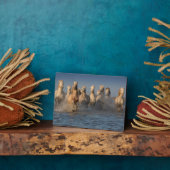 Eine Gruppe von Weißen Pferden in der Region Camar Fotoplatte (Seite)