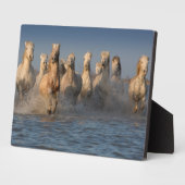 Eine Gruppe von Weißen Pferden in der Region Camar Fotoplatte (Seite)