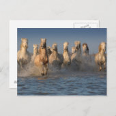 Eine Gruppe von Weißen Pferden in der Region Camar Postkarte (Vorne/Hinten)