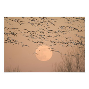 Eine Gruppe von Zug-Schneegänsen, Grus Fotodruck