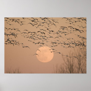 Eine Gruppe von Zugschneegänsen, Grus Poster