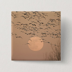 Eine Gruppe wandernder Schneegänse, Grus Button