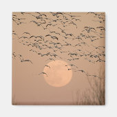 Eine Gruppe wandernder Schneegänse, Grus Magnet (Vorne)