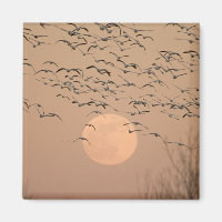 Eine Gruppe wandernder Schneegänse, Grus