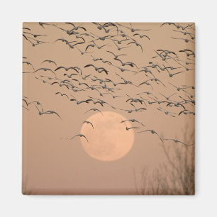 Eine Gruppe wandernder Schneegänse, Grus Magnet