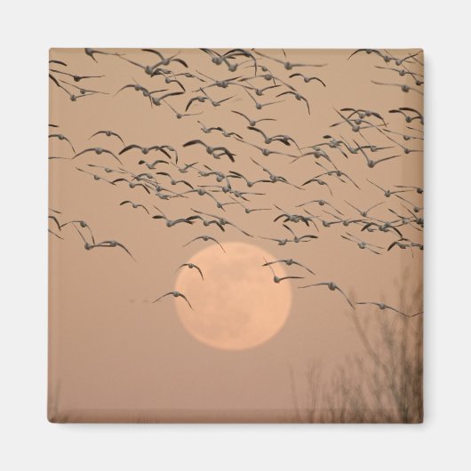 Eine Gruppe wandernder Schneegänse, Grus Magnet (Vorne)