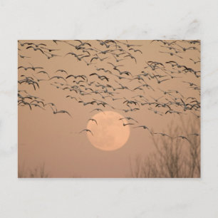 Eine Gruppe wandernder Schneegänse, Grus Postkarte