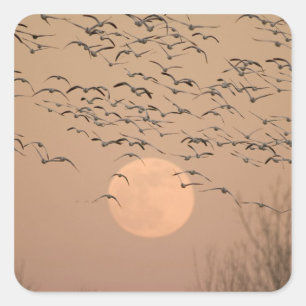 Eine Gruppe wandernder Schneegänse, Grus Quadratischer Aufkleber