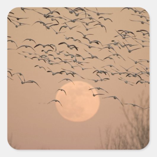 Eine Gruppe wandernder Schneegänse, Grus Quadratischer Aufkleber (Vorderseite)