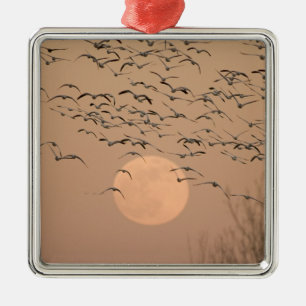 Eine Gruppe wandernder Schneegänse, Grus Silbernes Ornament