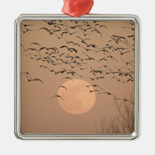 Eine Gruppe wandernder Schneegänse, Grus Silbernes Ornament (Vorne)