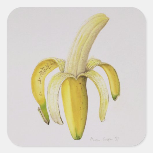 Eine halb geschälte Banane 1997 Quadratischer Aufkleber (Vorderseite)
