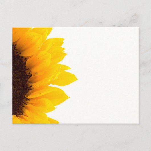 Eine halbe Sonnenblume Postkarte (Vorderseite)