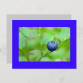 eine Heidelbeere Postkarte (Vorne/Hinten)