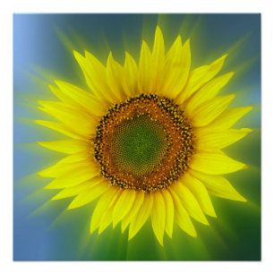 eine helle Sonnenblume Poster