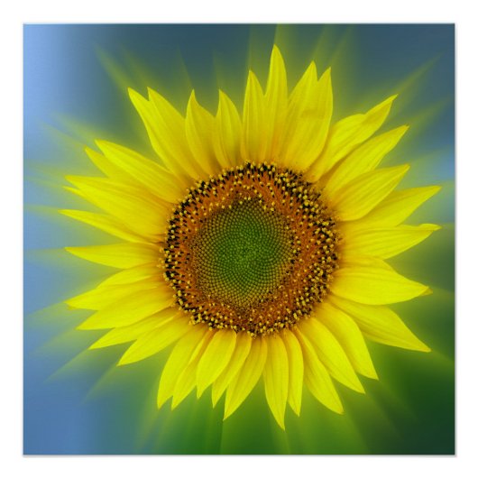 eine helle Sonnenblume Poster (Vorderseite)