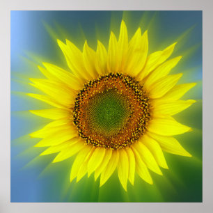 eine helle Sonnenblume Poster