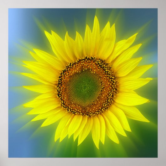 eine helle Sonnenblume Poster (Vorne)