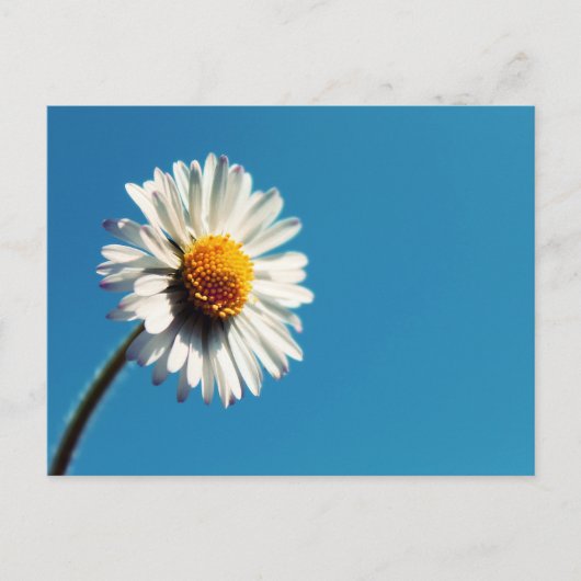 Eine helle, weiße Dämmerung unter einem großen bla Postkarte (Vorderseite)