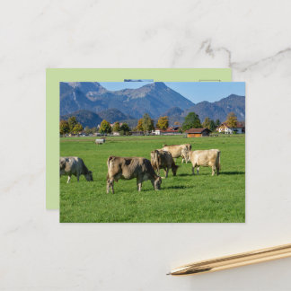 Eine Herde Kühe im Allgäu, Bayern, Deutschland Postkarte