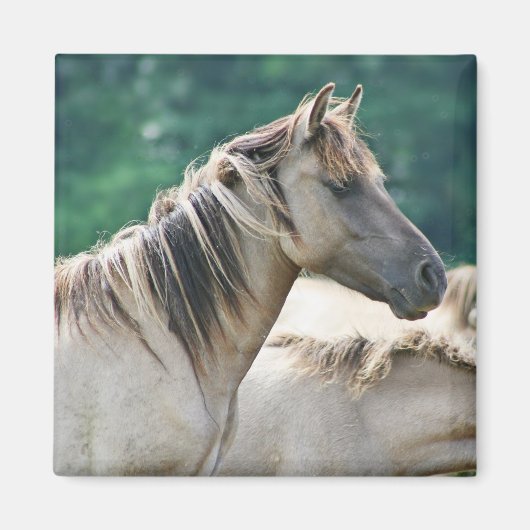 Eine Herde von Brumby Pferden aus Australien Magnet (Vorne)