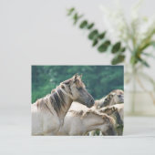 Eine Herde von Brumby Pferden aus Australien Postkarte (Stehend Vorderseite)