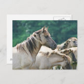 Eine Herde von Brumby Pferden aus Australien Postkarte (Vorne/Hinten)